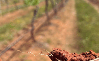 Why Soil Security Is Essential in a Time of Rapid Change