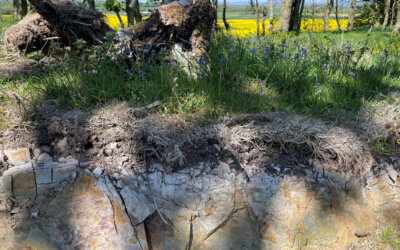 How Soil Security Can Prevent Future Crises