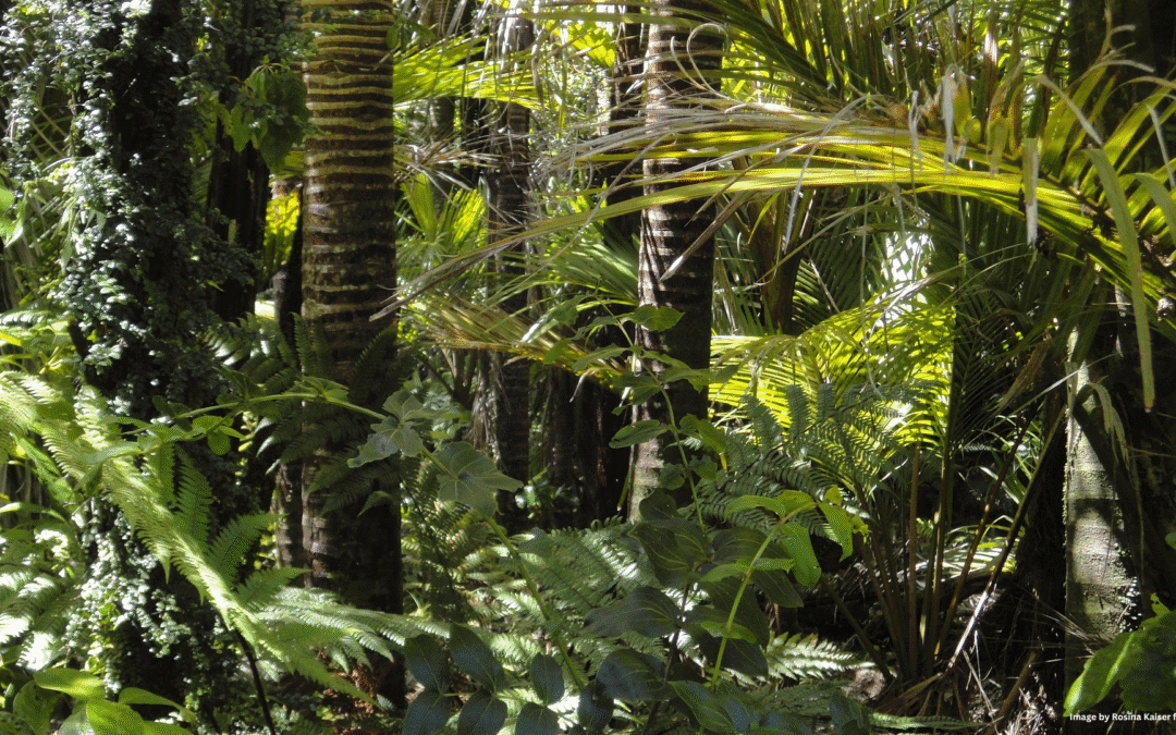 The Role of Soil Security in Achieving Climate, Food, and Development Goals at COP30
