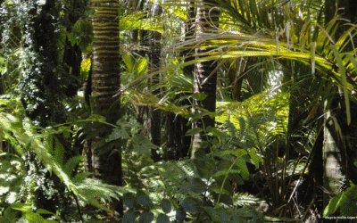 The Role of Soil Security in Achieving Climate, Food, and Development Goals at COP30