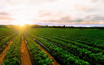 Beyond Yield: Refining the Focus of Modern Agriculture