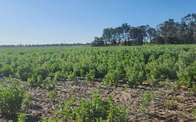 Global Push for Soil Security: Motion 007 presented at IUCN Congress 2025