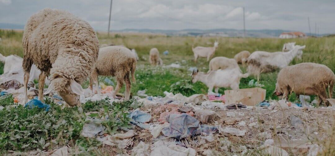 Empathy versus apathy: our perception of (micro)plastics in different environments