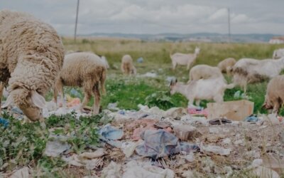 Empathy versus apathy: our perception of (micro)plastics in different environments