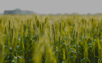 Soil Temperature: An Underestimated Driver of Agricultural Productivity and Economic Return