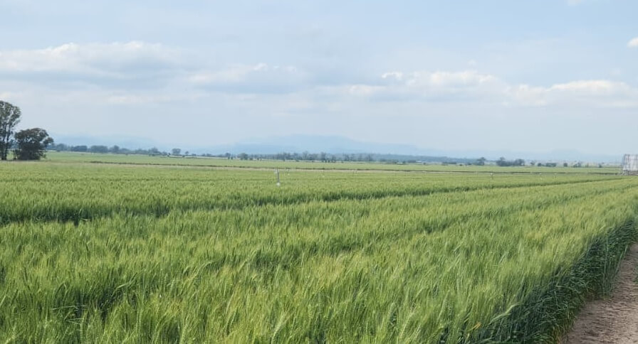 Strategising National Soil Security