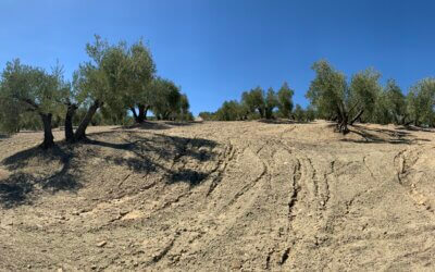 When We Fail to Secure Our Soil: Lessons from Europe’s Olive Groves