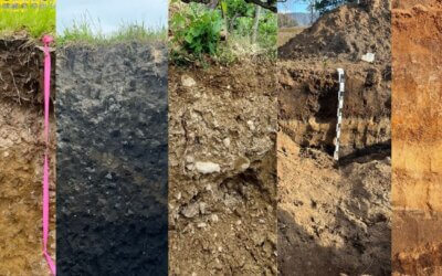 One size does not fit all: Recognising Pedodiversity