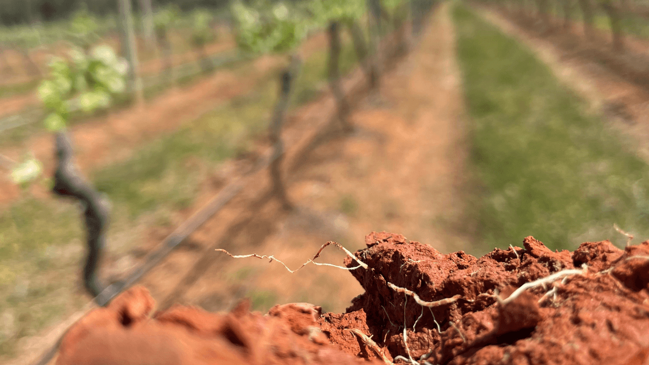 Picture showing red soil with vineyard in Australia