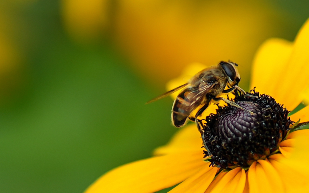 From Bees to Soil: Why Legal Rights for Nature Are Emerging – But Not (Yet) for Soil
