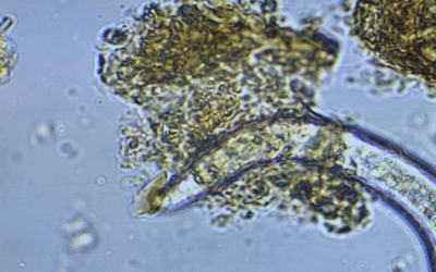 The Hidden Beauty of Soil’s Secret Star Power