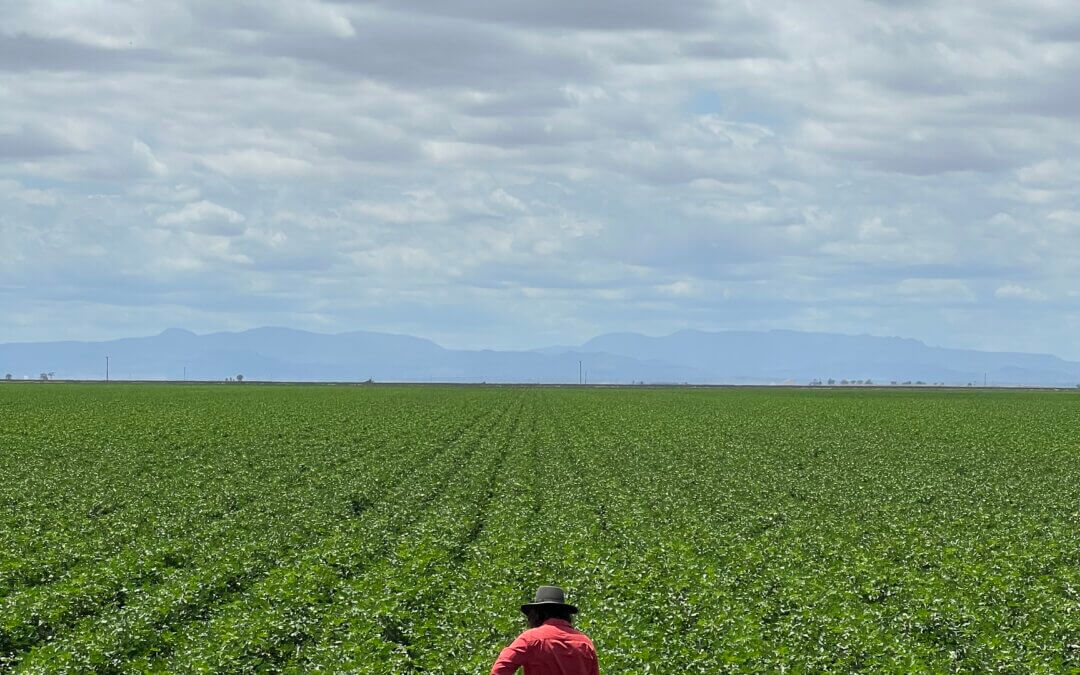 Woven from the Ground: What Natural Fibres Owe to Soil