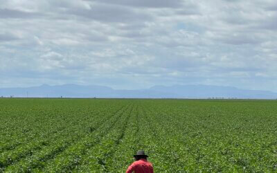 Woven from the Ground: What Natural Fibres Owe to Soil